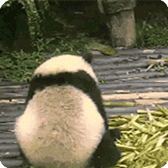 大熊猫,抓狂,愤怒的表情包