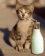 猫咪,喝奶的表情包