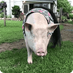 猪,走路的表情包