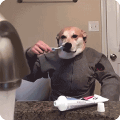 狗,刷牙的表情包