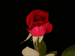 微信红玫瑰表情包图片