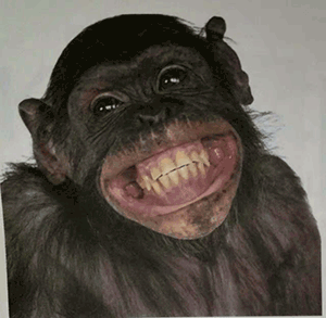 大猩猩龇牙笑的照片图片